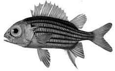 Sargocentron hastatum-Claves